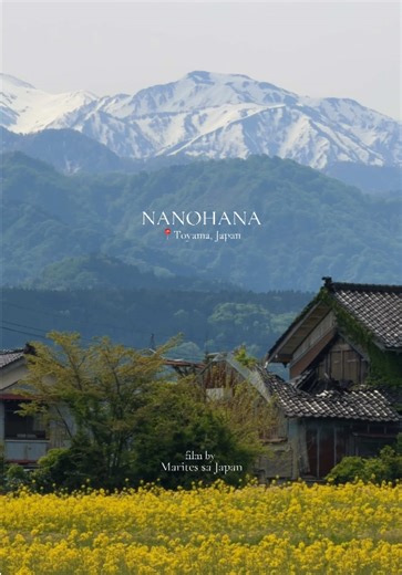 Toyama is absolutely breathtaking… the endless fields of rapeseed flowers 🌼 with the majestic Japanese Alps standing tall in the background. Pure perfection 🥹✨ I’m honestly in awe. What more could I possibly ask for when the world looks this beautiful? 🥰 So grateful and beyond thankful to the Lord for this incredible masterpiece of creation. Every view feels like a reminder of His goodness and artistry 🙏💛 #japan #japandiaries #toyama #naturelover #japantiktok