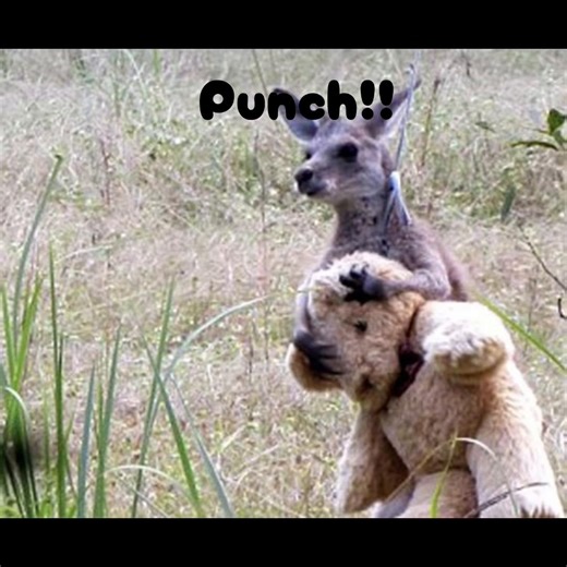 Doodlebug and Punch: The Adventures of a Kangaroo and Monkey