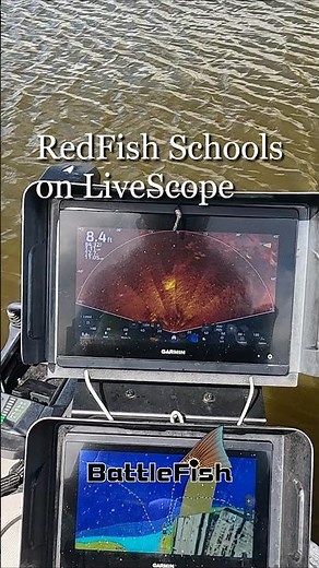 Redfish Schools on LiveScope #livescope #megalive #ffs #fish #fishing #redfish #bassfishing