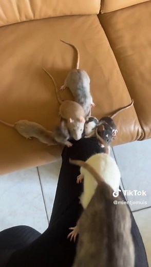 The last one… Not the brightest bulb in the chandelier 😂 #rats #petrat #ratsoftiktok #petrats #petratsoftiktok #funny #ratsarepetstoo