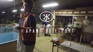 5.7K views · 105 reactions | Yamamatsu Koi Farm with JKX. The Sakai family had a busy night spawning some of their koi and Rene of JKX was there to film it. A great insight into seeing how this is done. Our aim at JKX is show koi enthusiasts around the world the hard work it takes in producing their koi. We also hope it inspires you to join us here at JKX on one of our buying trips, Koi Masterclasses or tours | Japan Koi Export | Facebook