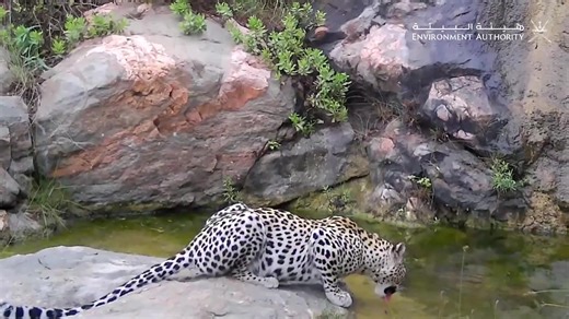 Stunning rare footage shows the Arabian leopard standing atop the peaks of the Dhofar mountains. Known as the king of the local ecosystem, this majestic animal represents the perfect balance of nature in Oman’s wilderness. Oman remains a vital sanctuary for the Arabian leopard as it leads the way in regional wildlife conservation. VC: Environment Authority #Dhofar #ArabianLeopard #NatureOman #Conservation | Muscat Daily