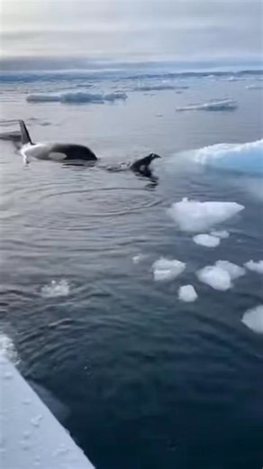 A baby penguin. An orca watching. Silence on the boat. ❄️🐧🐋 Nature doesn’t warn you — it just happens. #fblifestyle #OrcaMoment #WildlifeShock #NatureCaughtOnCamera #OceanDrama #PenguinEscape | Zack Orca Films