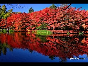 紅葉に染まる軽井沢の雲場池2014・4K撮影