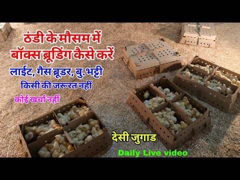 How to do box brooding during the cold season? | ठंडी के मौसम में बॉक्स ब्रूडिंग कैसे करें