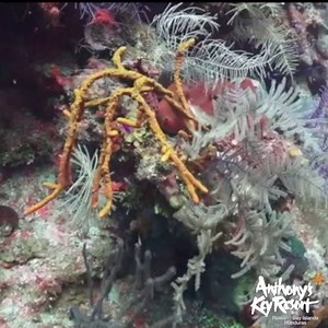 Diving with Anthony's Key Resort in Roatan Honduras! | Anthony's Key Resort