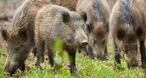Missouri Bill May Reintroduce Public-Land Hog Hunting