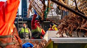 The Processing Of King Crab In A Modern Plant - Remove The Curtain