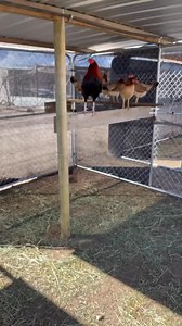 While leg Kelso cock and cardinal Kelso hens available | Carol Nesmith Gamefarm