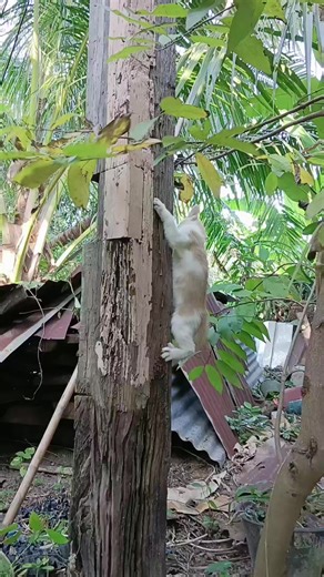 Ears wide open, little Thung Thong was startled. 😂🤣🎈🫰🏻