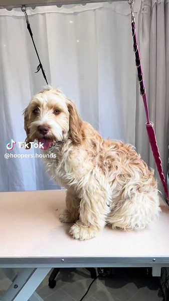 Bruno the Cockerpoo's Teddy Cut Journey