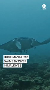 209K views · 6.9K reactions | A scuba diver summoned a large manta ray to swim toward her in the Maldives by putting her arms out and rotating them. https://abcn.ws/403WuaU | ABC News | Facebook