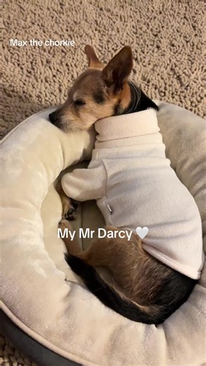 Mr. Darcy: The Charming Chorkie ❤️🐶