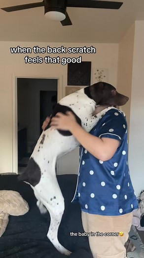 When the back scratch feels that good #dogvideos | Koathegsp2