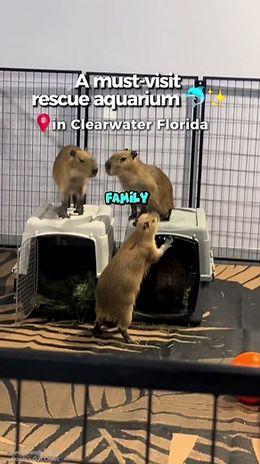 Exploring Clearwater Beach: Family-Friendly Aquarium Fun