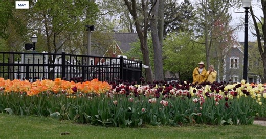 Holland faces increase in tulip bulb bids for next year's festival