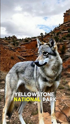 How Wolves Changed Yellowstone’s RIVERS