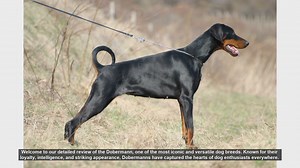 Dobermann Dog Breed Review: Loyalty, Intelligence, and Athleticism