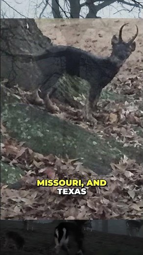 The Ozark Howler Cryptid Encounters