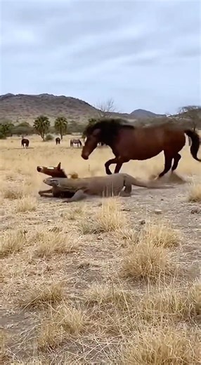 A Komodo dragon catches a little horse – what will the distant herd do?