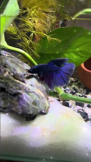 Stunning Midnight Blue Betta Fish | Relaxing Aquarium 4K 🐠🌿 #Blue Betta, #Aquarium, Relaxing,and 4K