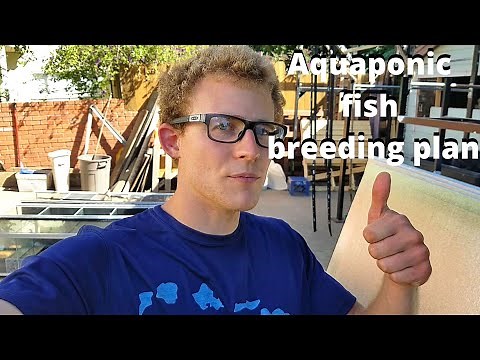 Tilapia and bluegill breeding plan (aquaponic fish)