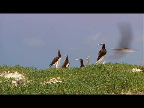 Microsoft Windows 7 Wildlife Sample Videos in HD 4K | Includes Butterfly, Lake & Bear Clips