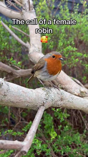 Understanding Female Robin Calls for Identification