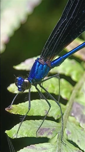 damselfly in the forest #nature #wildlens#life #insects #lens #wildlife #dragonfly #macro #dragonfly