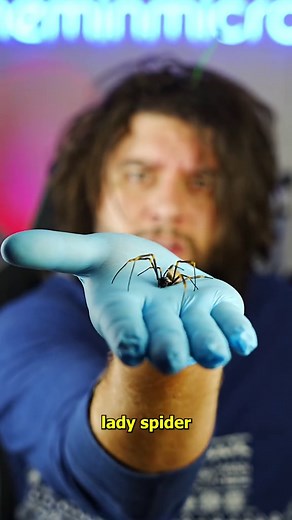 The Fascinating World of the Golden Orb Weaver Spider