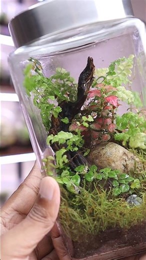 Closed Terrarium Ecosystem