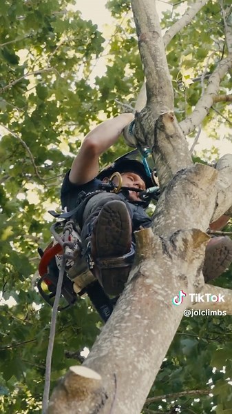 Chainsaw Techniques for Tree Surgery in 4K