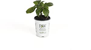 4.5 in. qt. Pinky Winky Hardy Hydrangea (Paniculata) Live Shrub, White and Pink Flowers