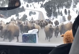 Bison Stampede Past Car @ Yellowstone National Park