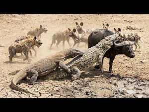 Crocodile vs Buffalo vs Hyenas vs Wild Dogs vs Komodo Dragon - Ultimate Animal Battle