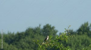 A Northern Mockingbird perched on a branch and singing in the summer sunshine before jumping into the air.