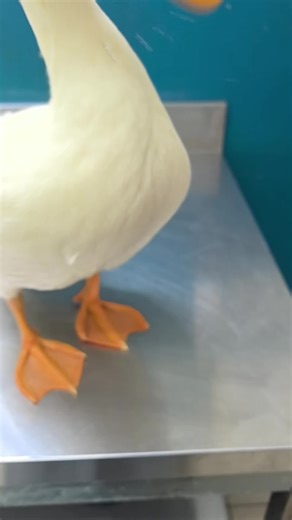 Osman was sick 🥺💔#osmantheduck #petduck #sad #sick #animalsoftiktok #pet #fyp #vet #pray #viral #fypp
