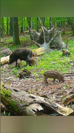 Wild Boar Feeding with Its Babies in the Forest | Cute Baby Boars Playing#naturelovers #naturedaily