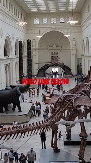 Field Museum Chicago IL