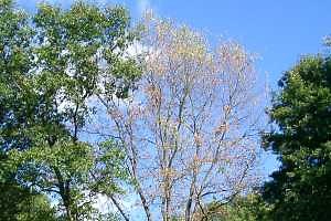 Avoid oak wilt by not pruning oak trees April-October