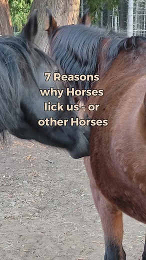 7 Reasons why Horses lick 🐴🌞🦋🌱 7 Reasons why Horses lick us or other Horses. 1. Because we taste so deliciously salty. 2. Because our Horse sees us as a Herd Member and wants to care for and protect us. Our Horse thinks we need this Closeness. 3. Because it’s their Way of creating a social Bond and they want to be liked back. 4. Some Horses are often nervous and then get a dry Mouth due to the Stress. Then, to be able to create more Saliva, they start licking Things, other Horses, or their P