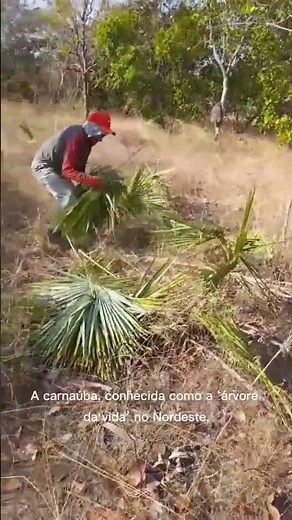 Carnaúba: a árvore da vida em ritmo acelerado