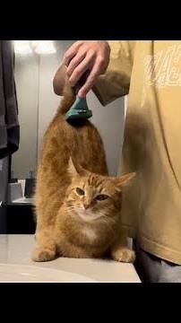 Testing Out The Furminator Deshedding Tool 🤯