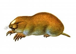 Zokor - Alchetron, The Free Social Encyclopedia