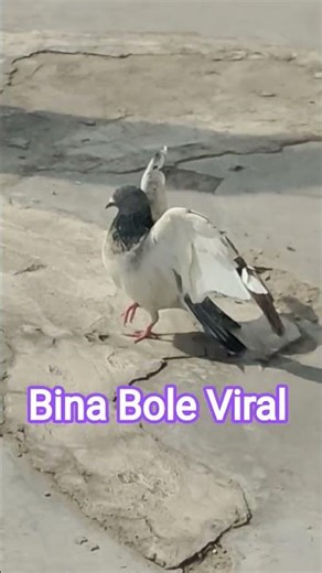 BINA BOLE VIRAL #searchfeed #pegion #best #trending