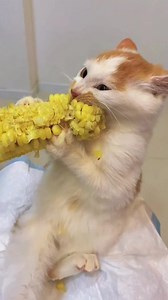 This cat knows how to eat corn🌽🌽🌽 | Kitten Overload