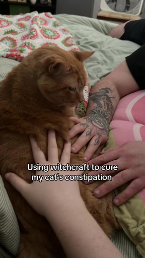 Using Rituals to Alleviate Cat Constipation