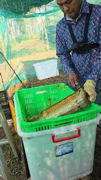 This is how natural honey is collected from honey bees.