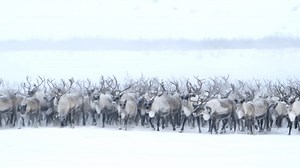 Santa’s reindeer would have to be all-female, according to science 🦌 This is because male reindeer lose their antlers in the winter, whereas female reindeer keep theirs 📹: OverlandMedia #VOTD #VideoOfTheDay #Reindeer #Holidays #sleigh | Animal Planet