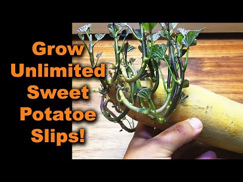 How To Grow Sweet Potatoes, Growing Slips! - Part 1 of 3